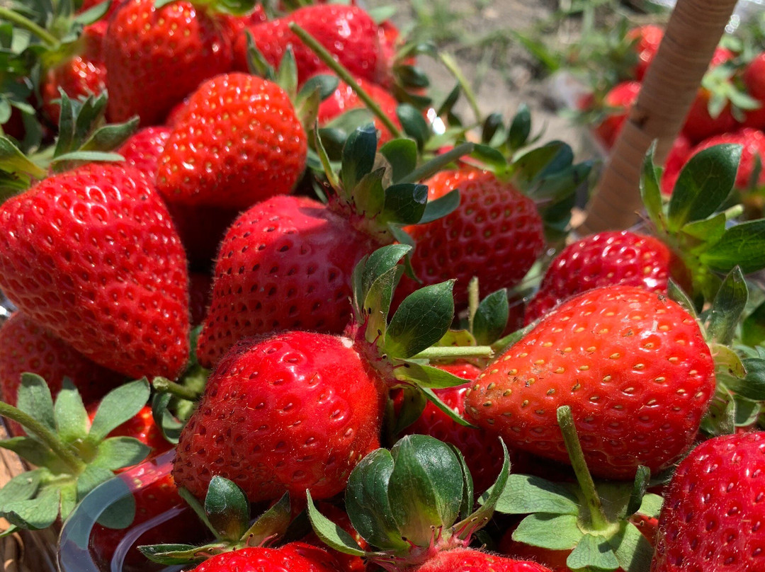 Tondabayashi Savor Farm-富田林市必去景点