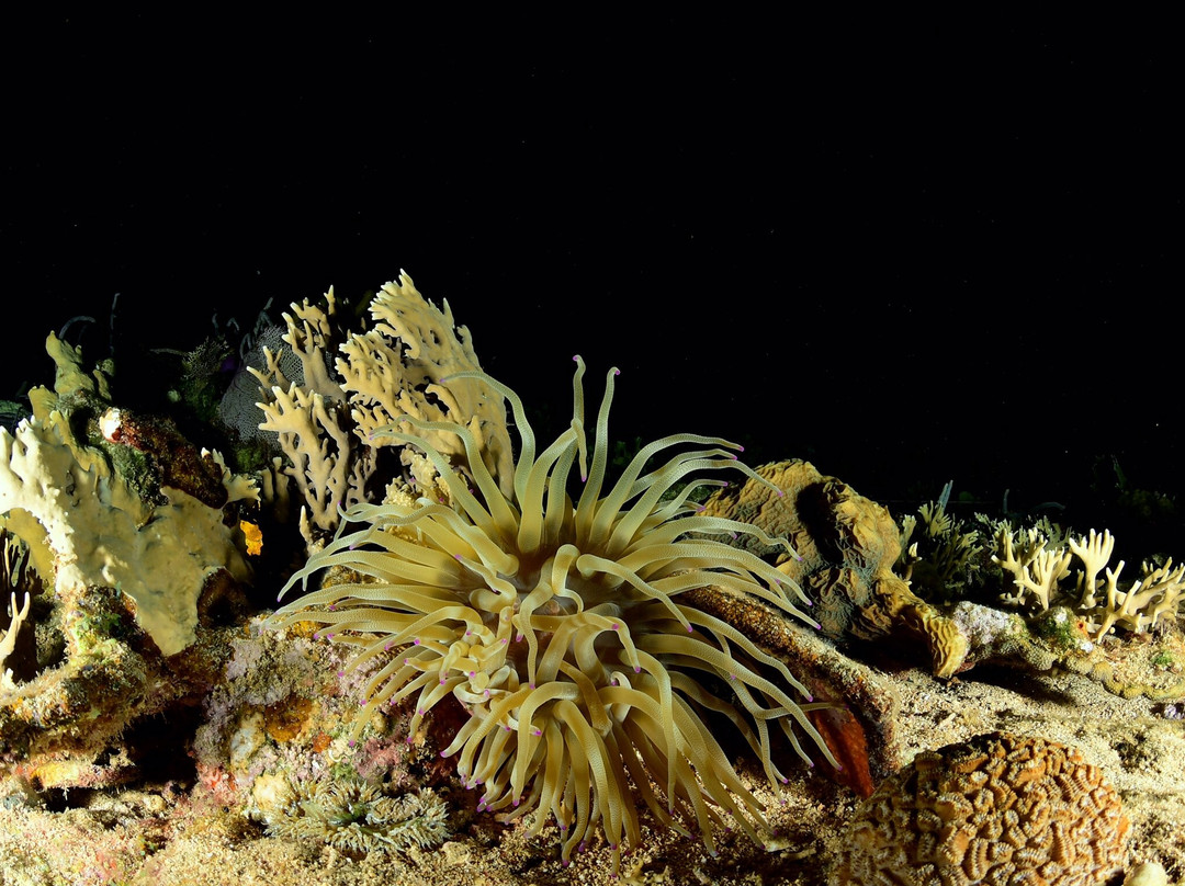 Coco Diving Center景点图片