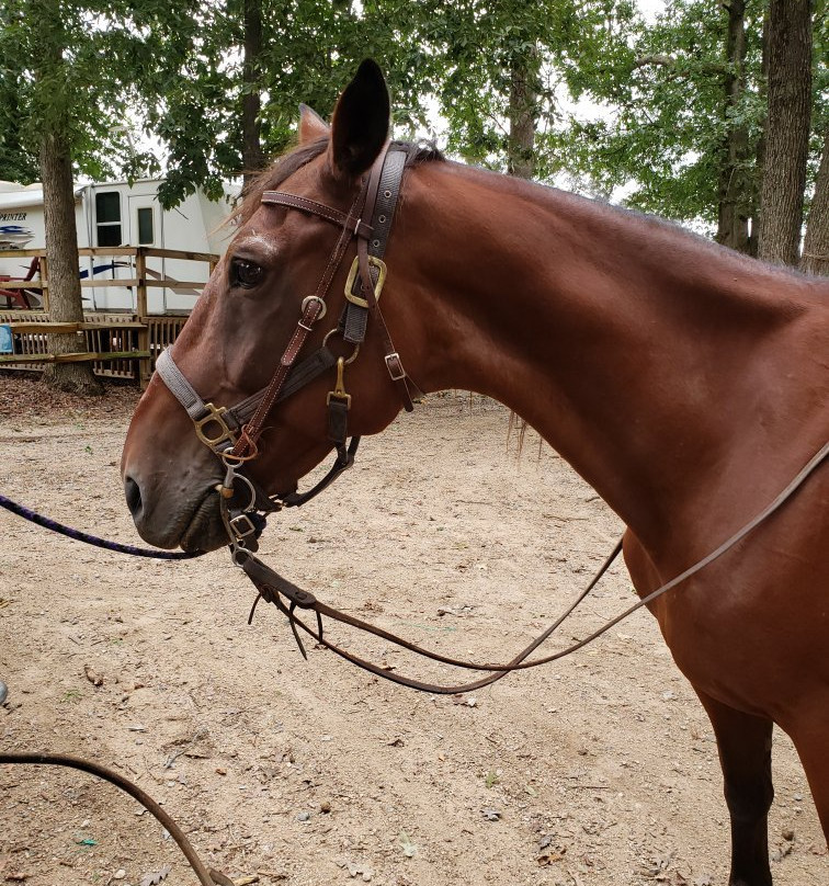 Country Time Equestrian Events-Indian Trail必去景点