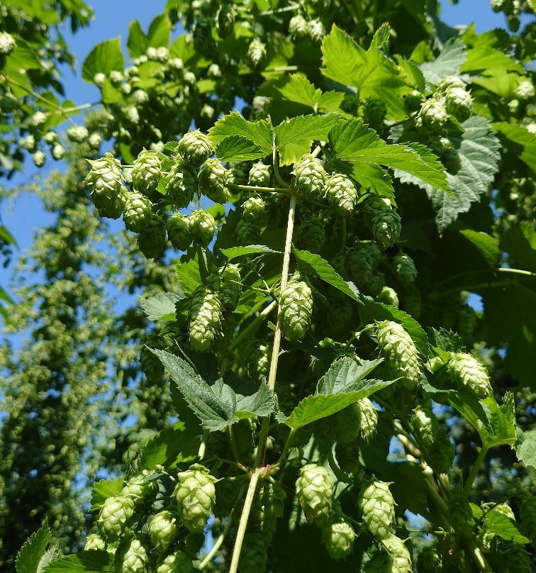 Hopfengut N°20-Tettnang必去景点