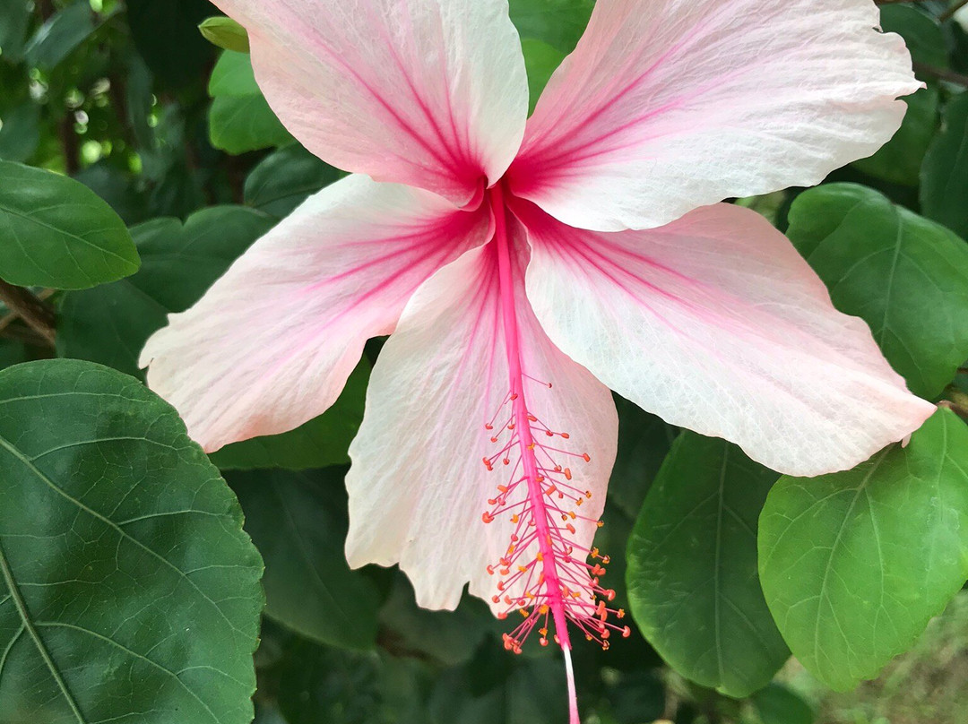 Kaneku Kaihin Park-嘉手纳町必去景点
