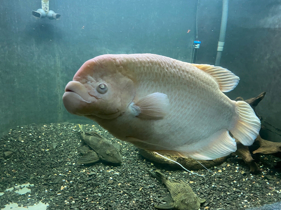 Aquarium of Freshwater Fish-第聂伯罗必去景点