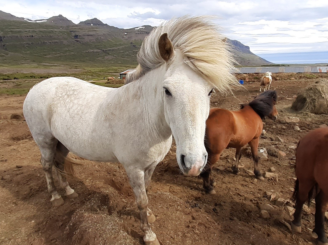 Fell Horse Rental-Breiddalsvik必去景点