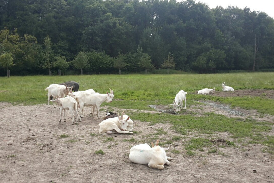 Geitenboerderij Ridammerhoeve景点图片