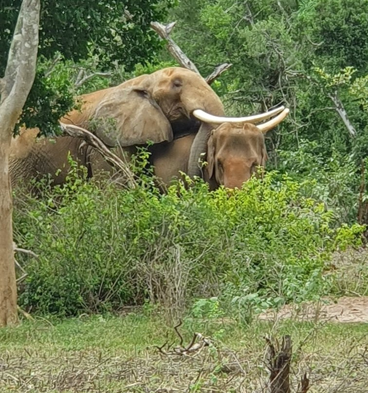 Ridiyagama Safari Park景点图片
