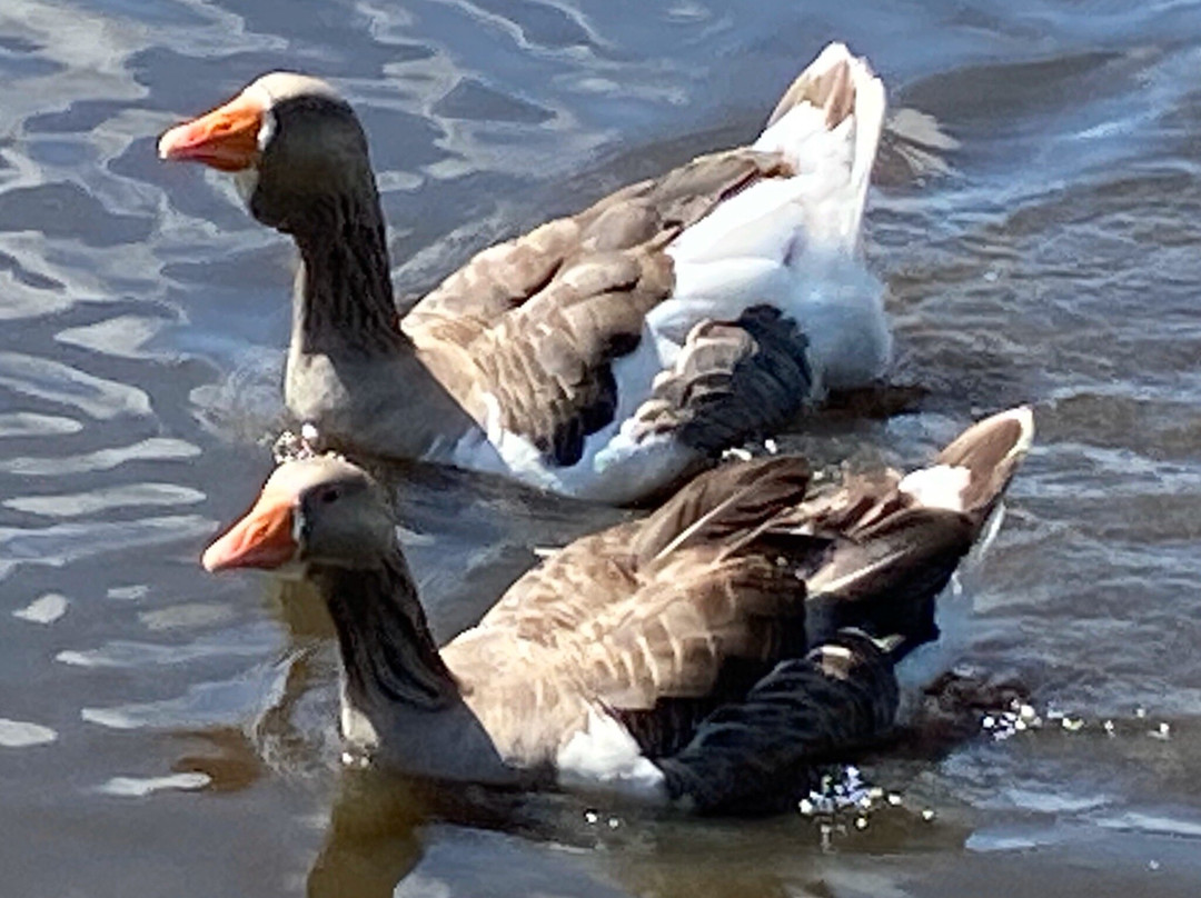 Petersfield Lake景点图片