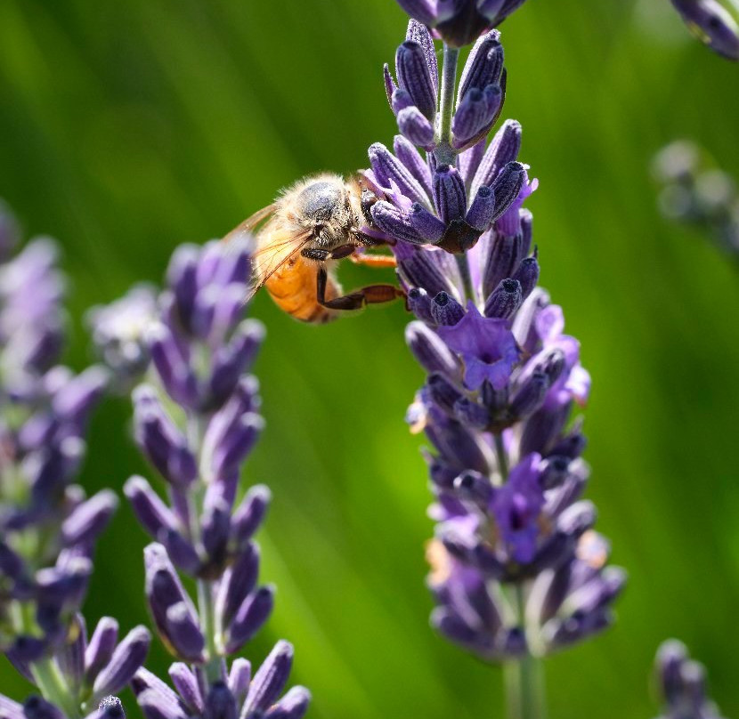 Lavender Valley-胡德里弗必去景点