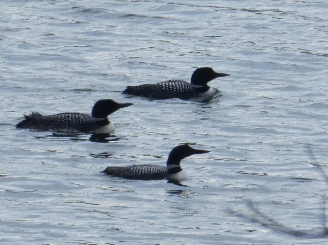 Halfway Lake Cottages主图