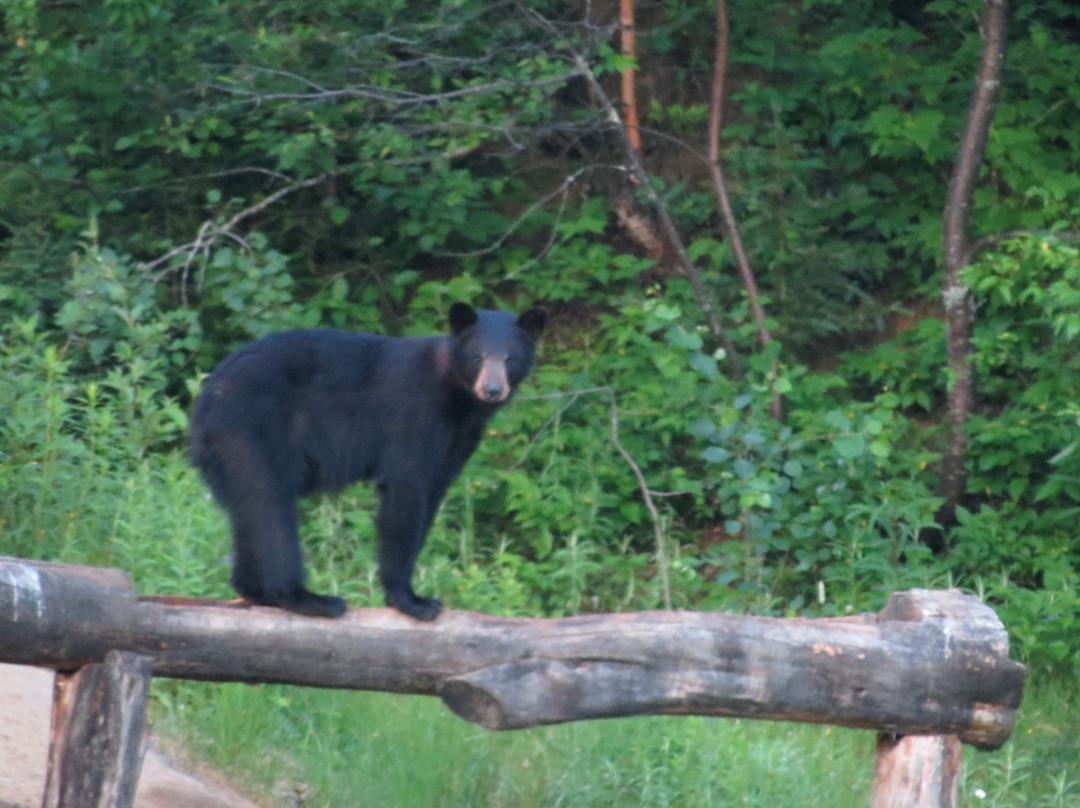 Observation de l'Ours Noir-Sacré-Coeur-Saguenay必去景点
