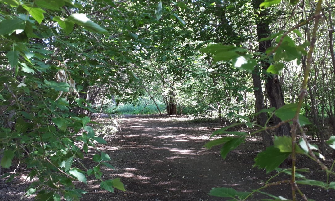 Maple Grove Dog Park-温尼伯必去景点