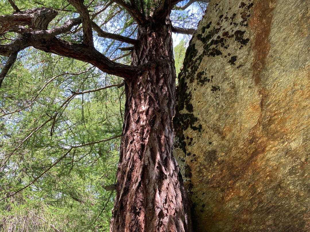 Hotel Alpenhof主图