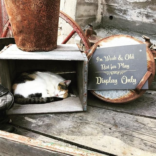 Mulberry Lane Farm-Hilbert必去景点