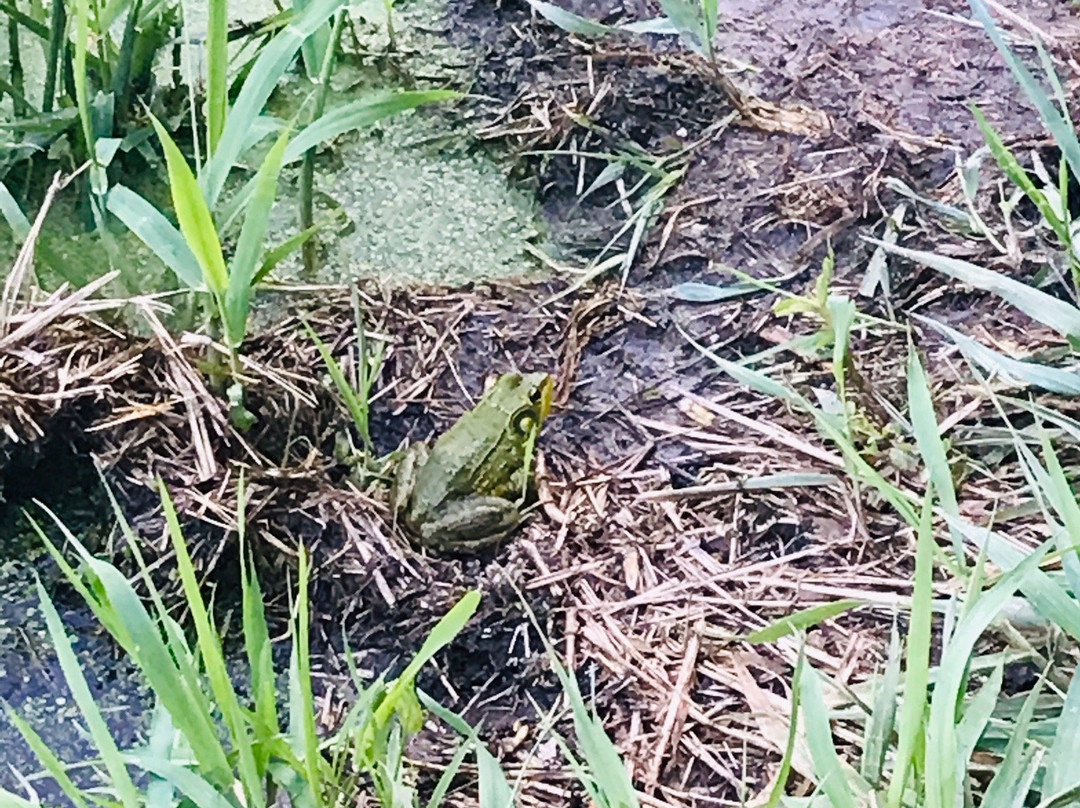 ForMar Nature Preserve-弗林特必去景点