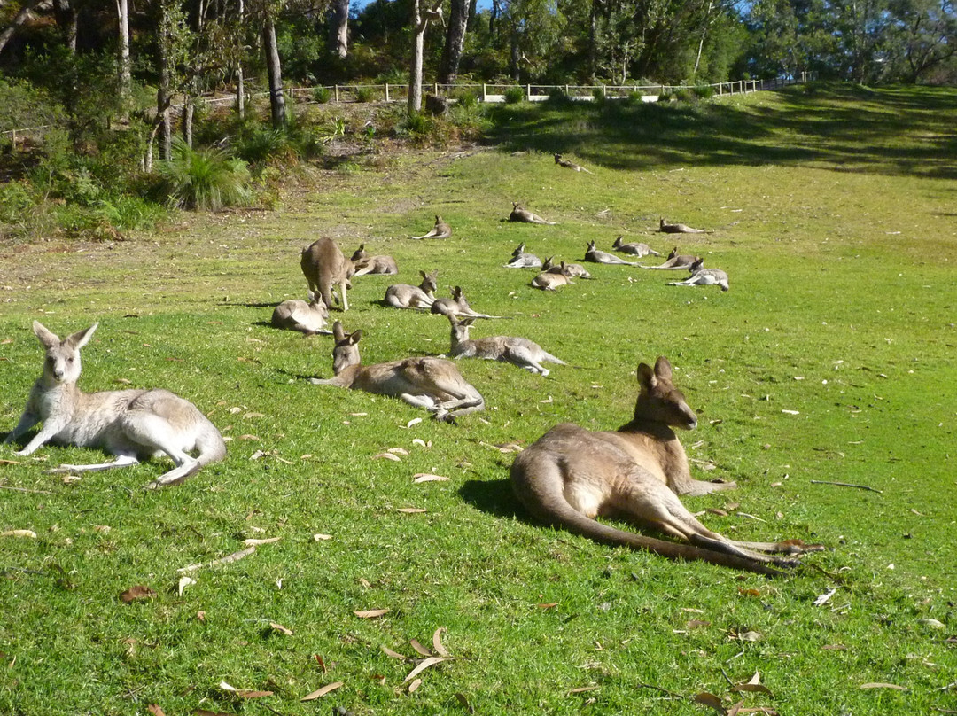 Kangaroo Encounters Guided Tours景点图片