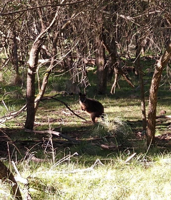 F Oswin Robert Koala Reserve-菲利普岛必去景点
