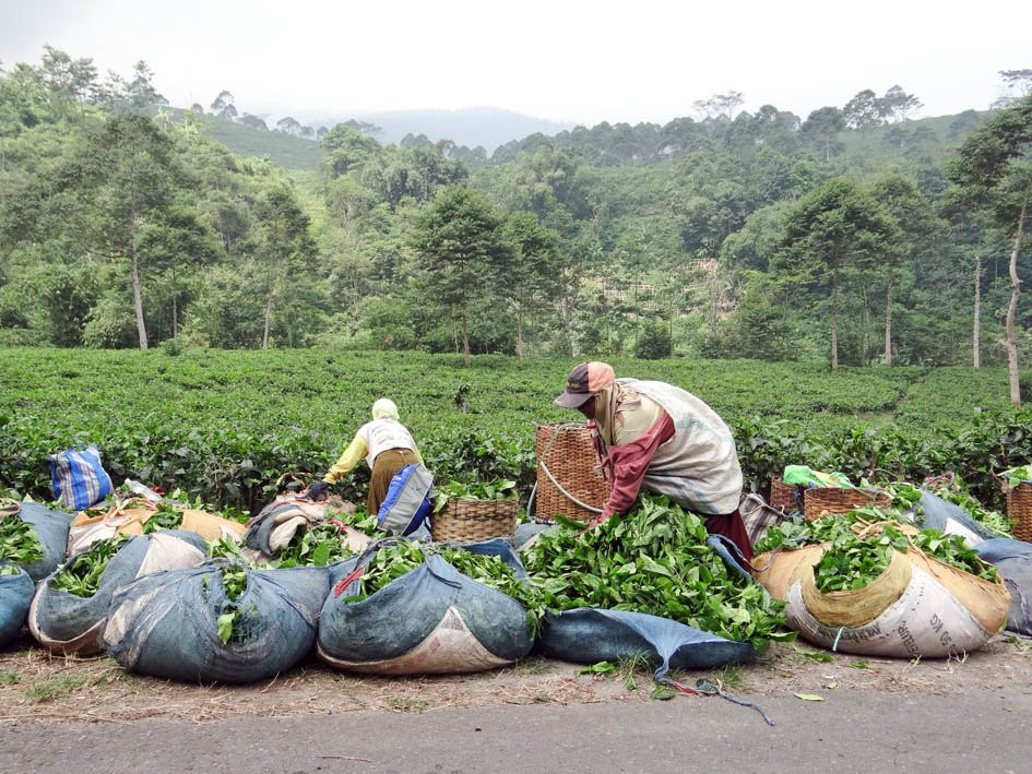 Kemuning Tea Plantation景点图片