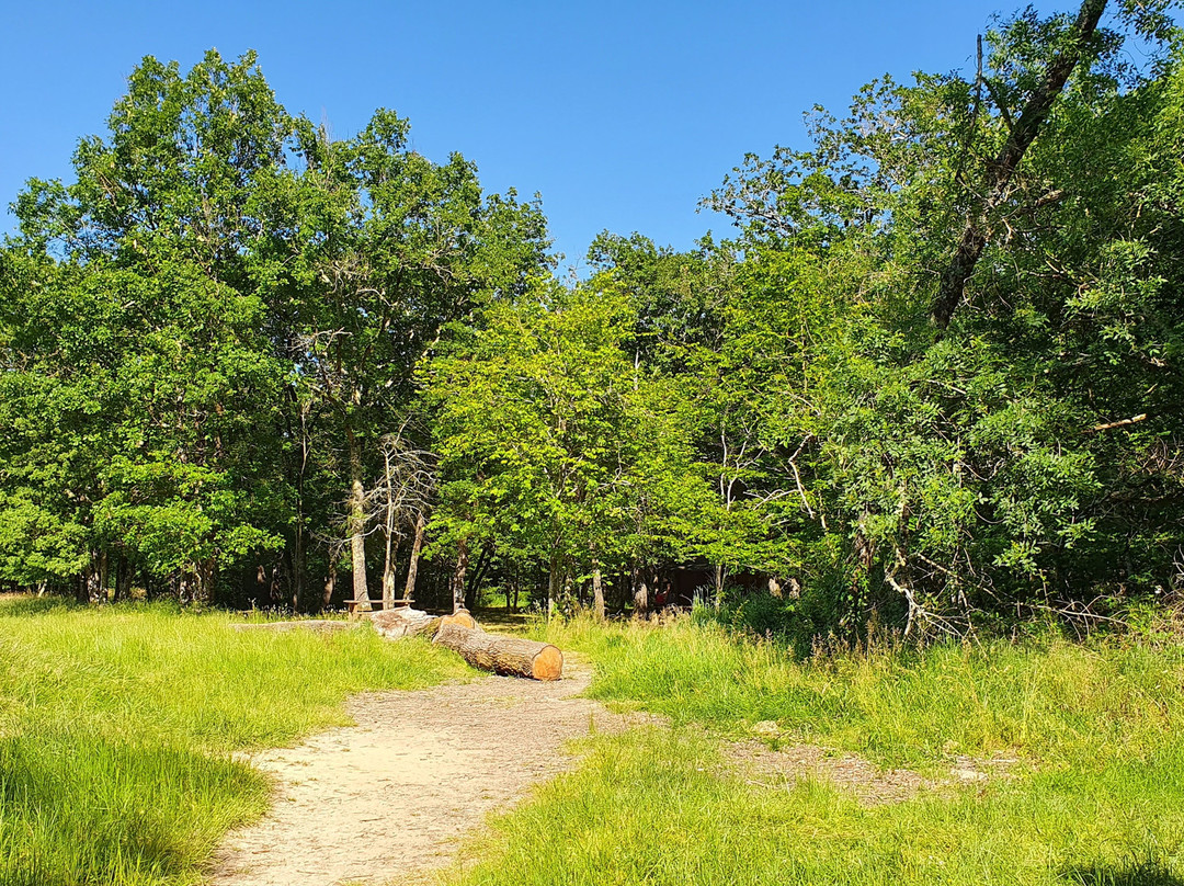 Forêt de Bouconne-Levignac必去景点