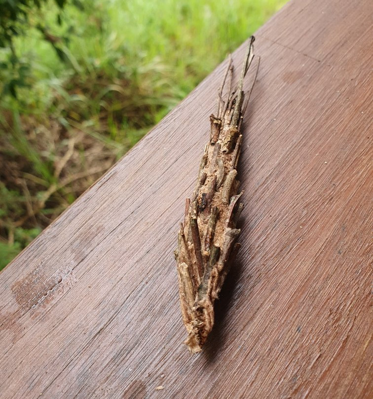 Hasties Swamp National Park- 阿瑟顿必去景点