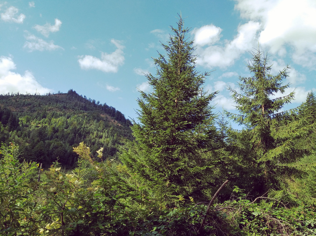 Krasna Polyana主图