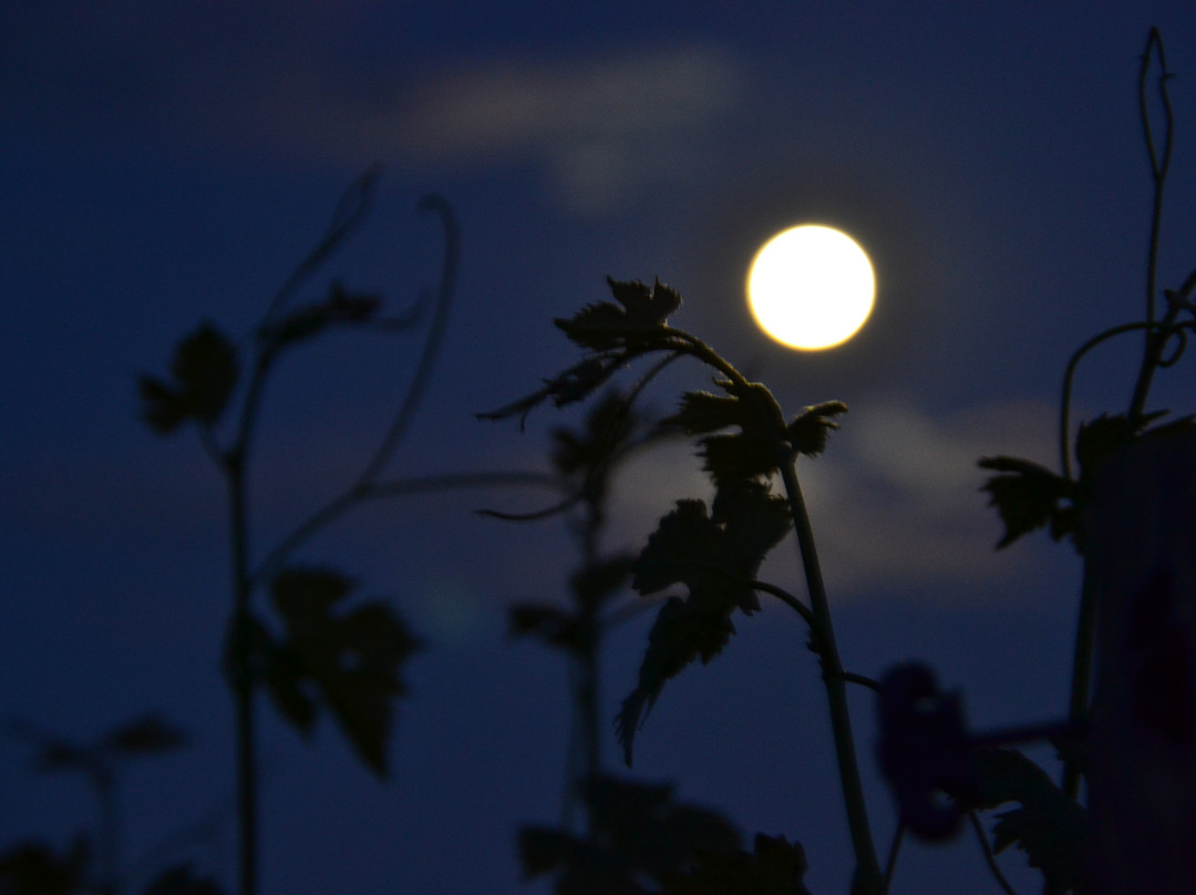 Serengale Vineyard-比奇沃思必去景点