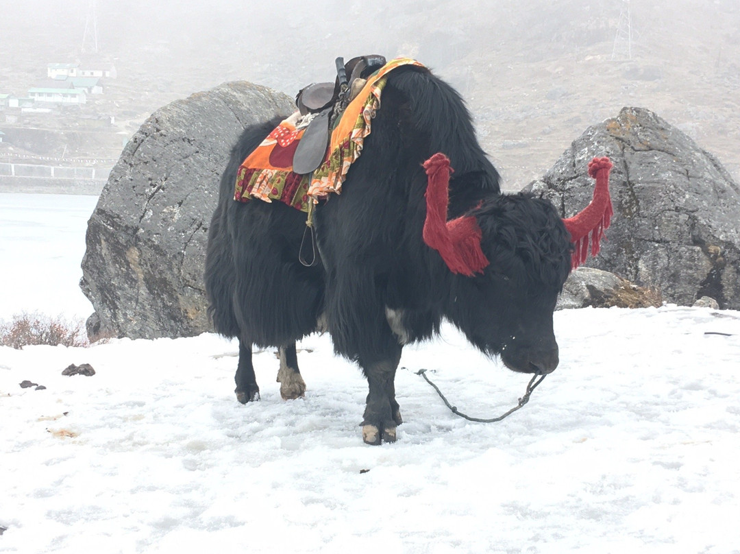 Zippi Trip-甘托克必去景点