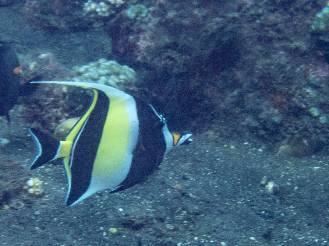 Diving Centers Werner Lau Siddhartha-库布必去景点