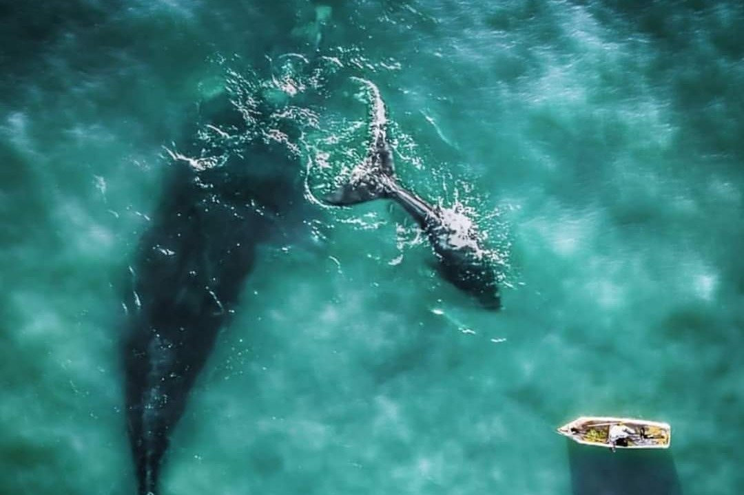 SAMANA whale watching- Las terrenas or Las Galeras景点图片
