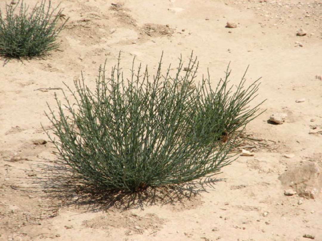 Shivta-Ramat Negev必去景点