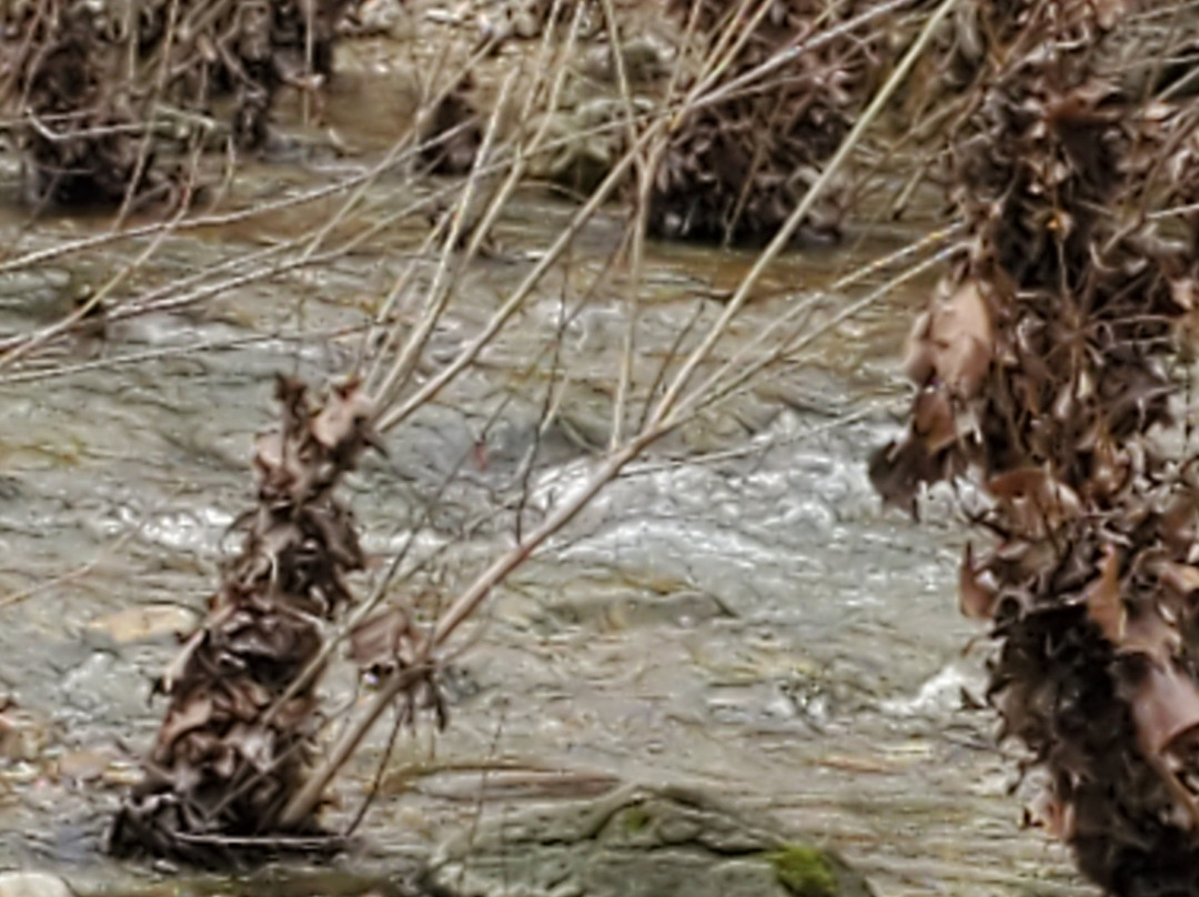 Clifty Creek Conservation Area景点图片