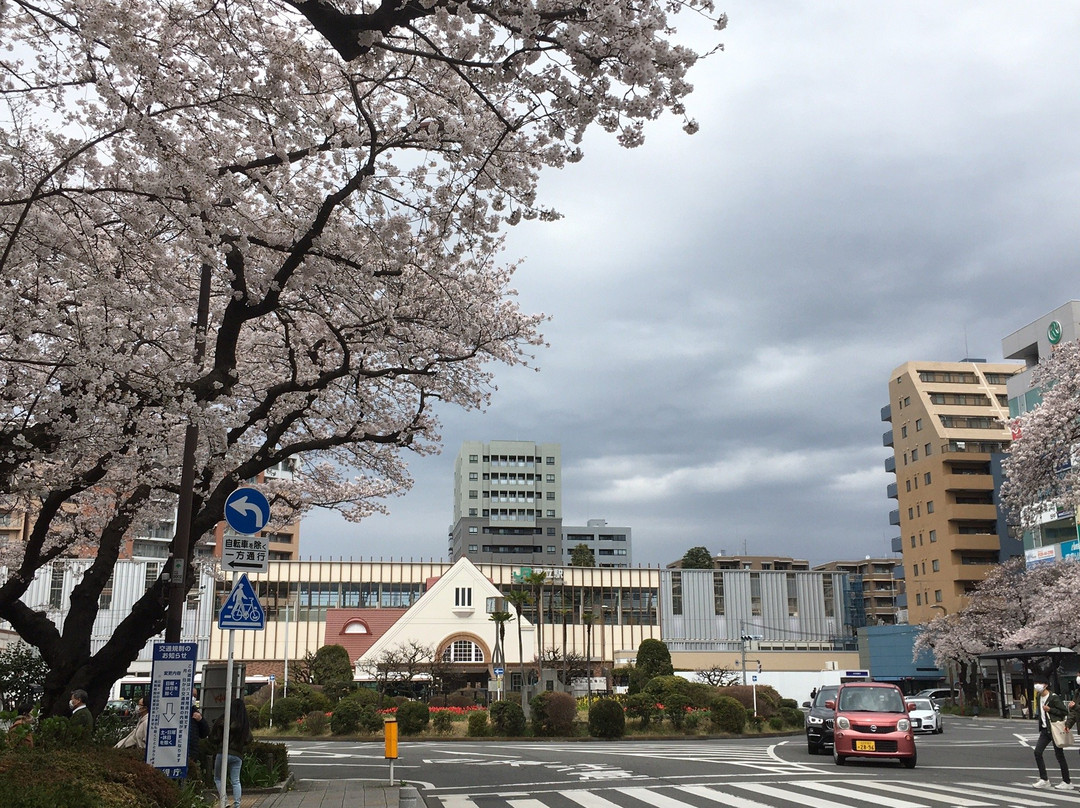 Daigakudori Street-国立市必去景点