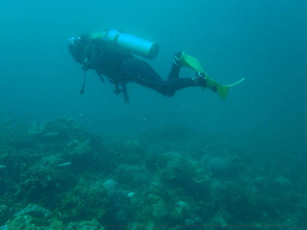 Bigfin Divers-哥打毛律必去景点