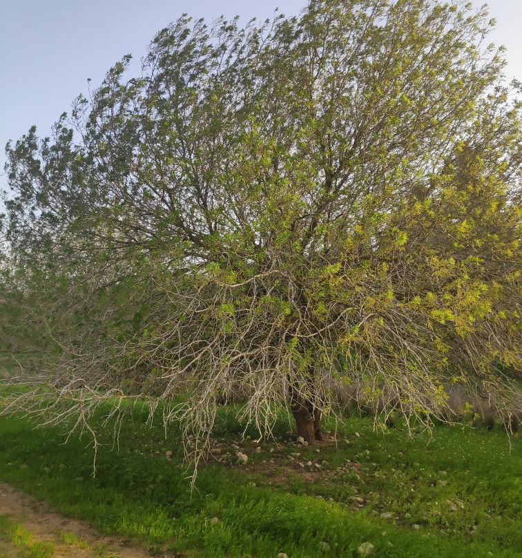 The Museum of Bedouin Culture-贝尔谢巴必去景点