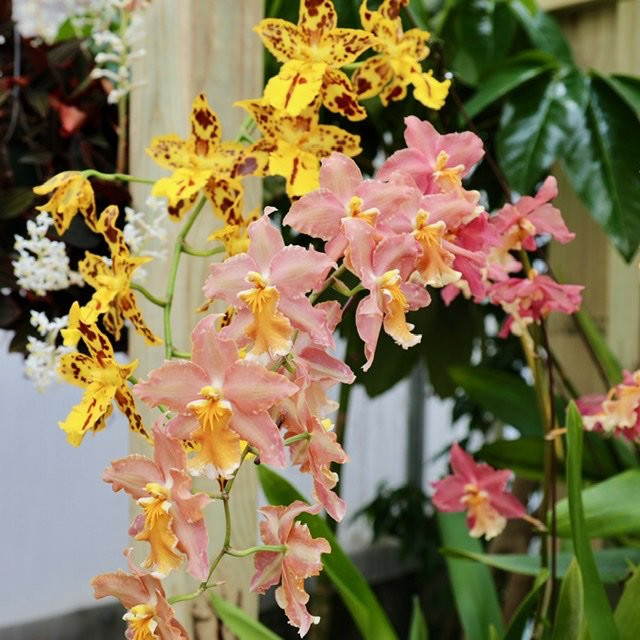 Orchids by Hausermann-Villa Park必去景点