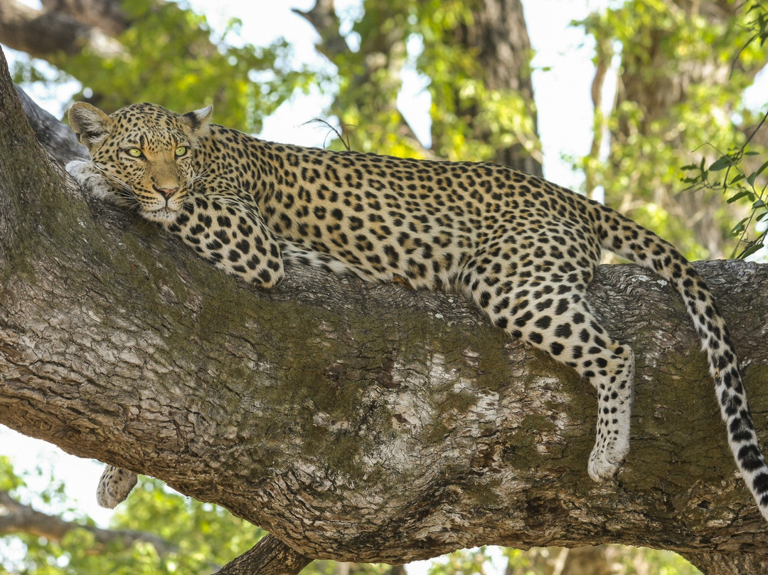 Leopard Rock Bush Lodge主图