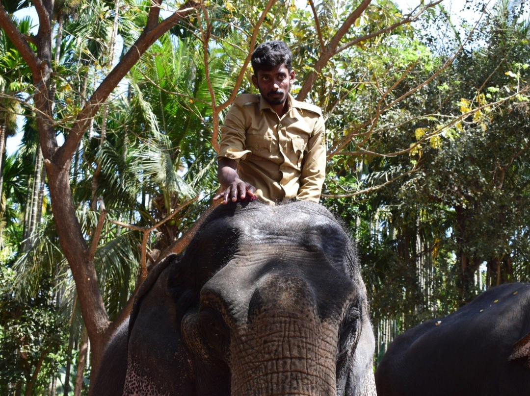 Sakrebailu Elephant Camp景点图片