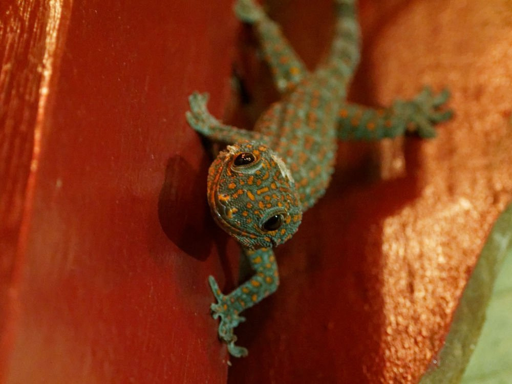 松博乡村酒店主图