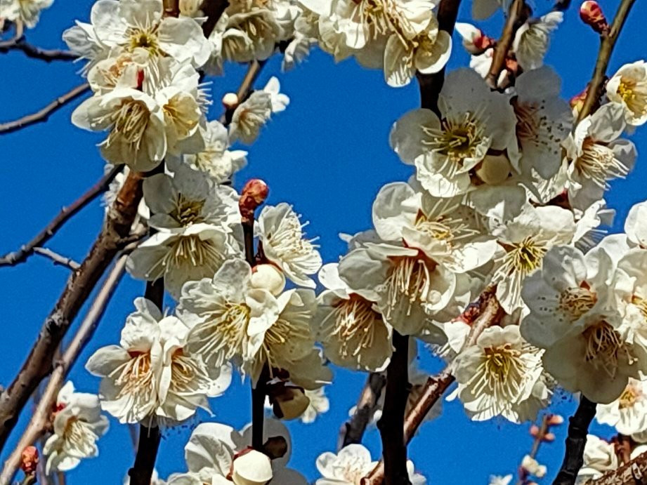 Mito Plum Festival-水户市必去景点
