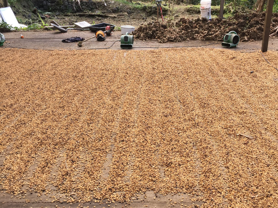 ROOSTER FARMS COFFEE-库克船长必去景点