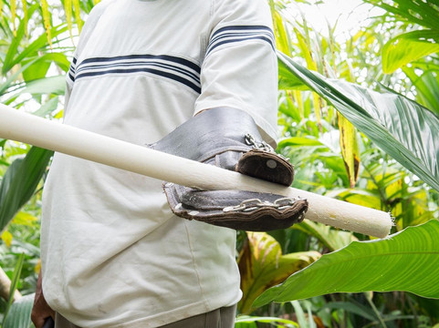 Jacana Tours Heart of Palm tours-希门尼斯港必去景点
