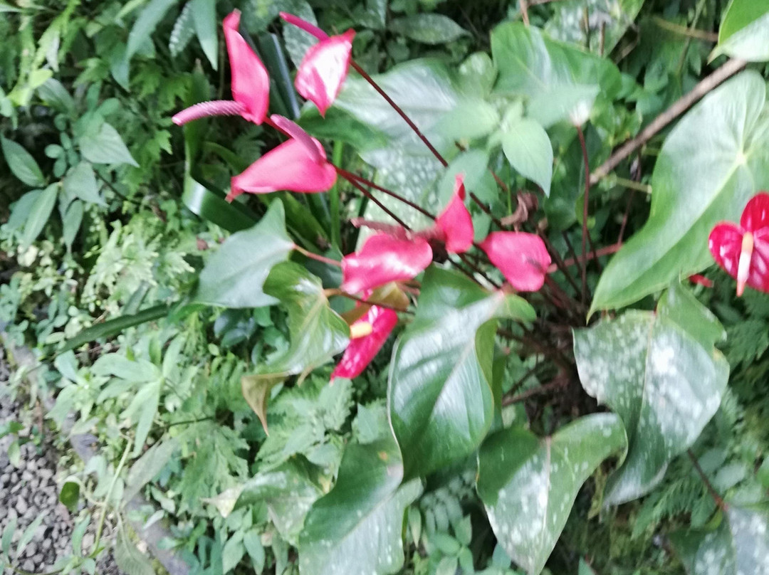 Amaranta Mariposario-佩雷拉必去景点