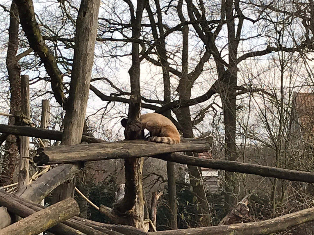 NaturZoo Rheine景点图片