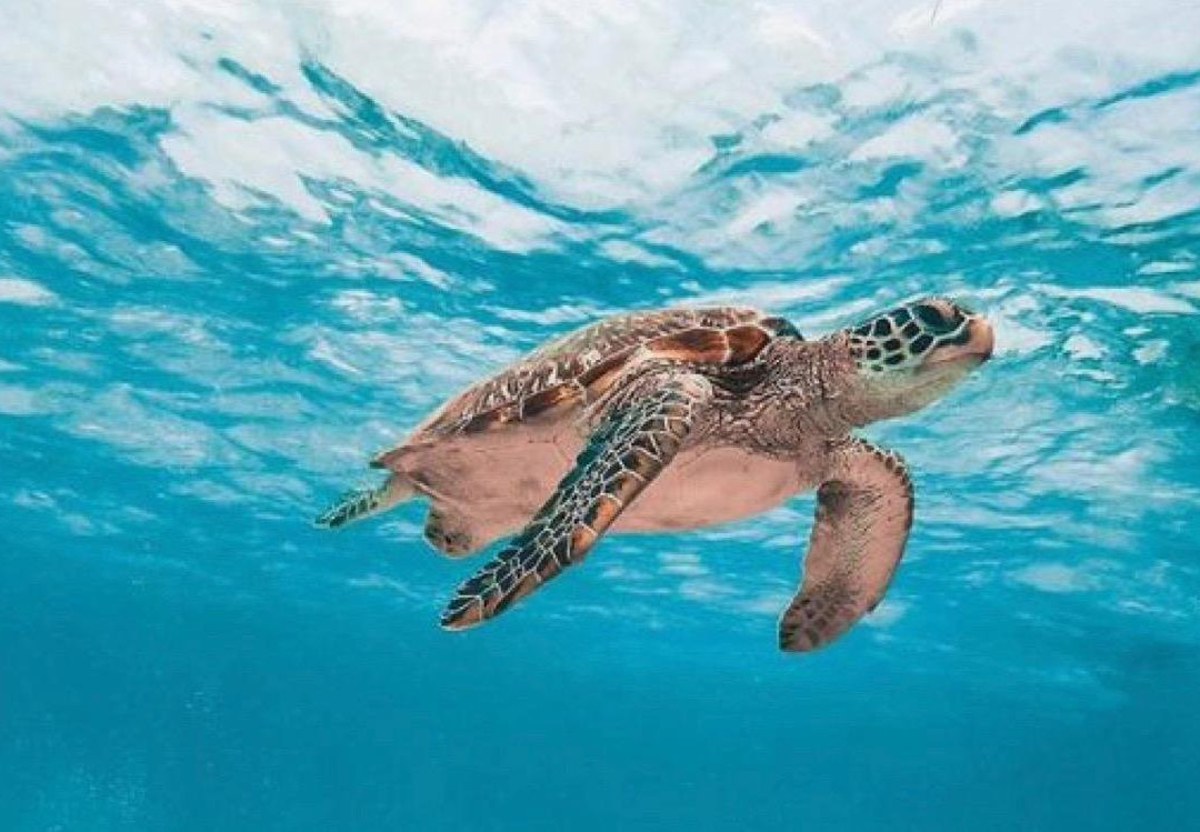 Dive’O-普吉岛必去景点