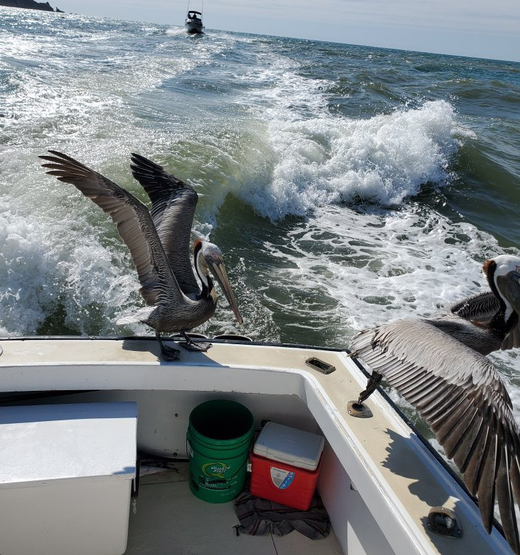 Star Fleet Sportfishing-马萨特兰必去景点