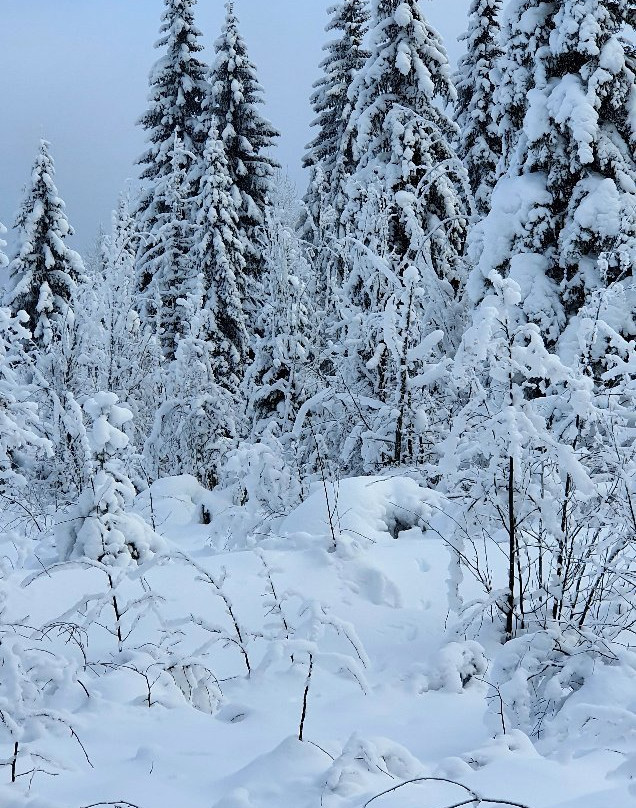 Golden Nordic Ski Club景点图片