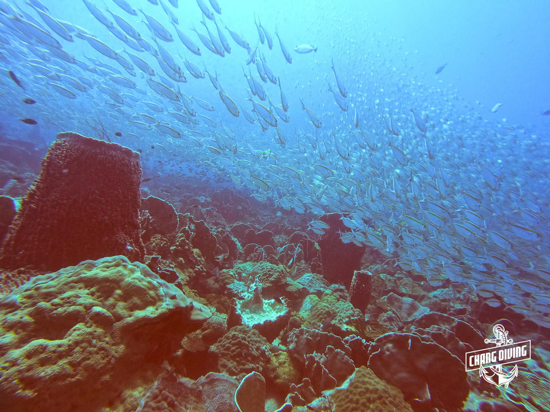 Chang Diving Center景点图片