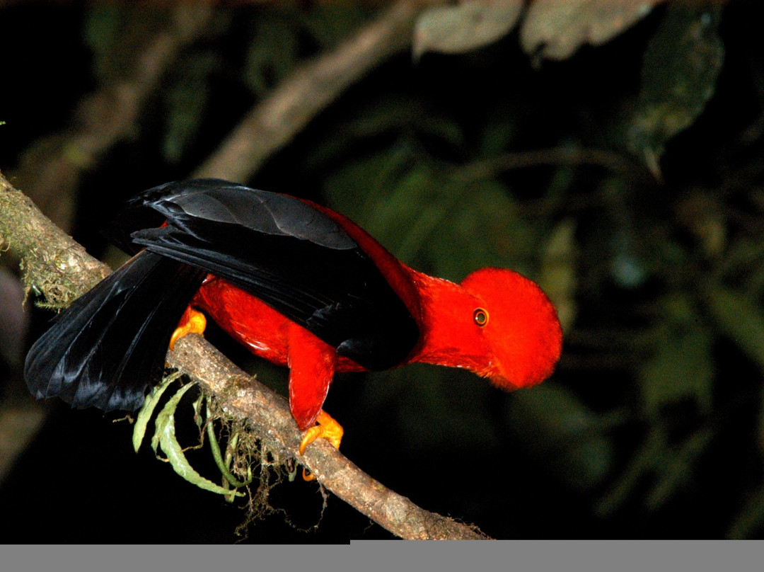 Mindo Bird Guide-明多必去景点