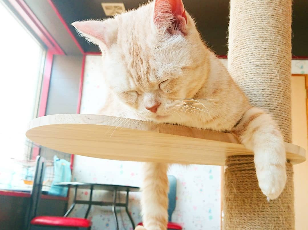 Cat Cafe Neko with fortune telling-别府市必去景点