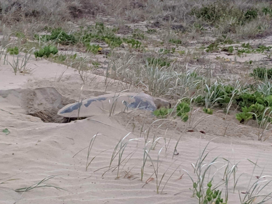 The Shores Holiday Apartments主图