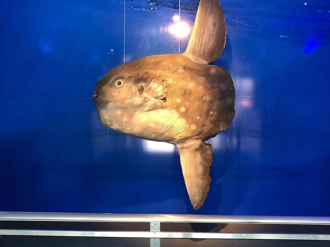 Museu Oceanográfico Eliézer de C. Rios-Rio Grande必去景点