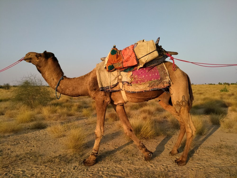 Rumis Camel Safari-杰伊瑟尔梅尔必去景点